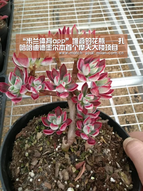 米兰体育下载
